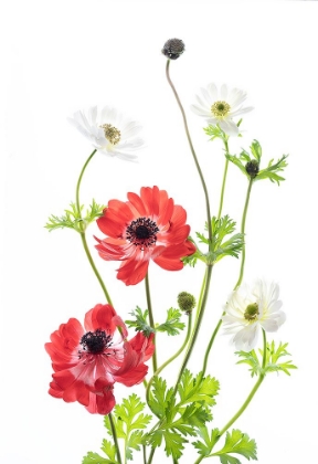 Picture of SPRING ANEMONE FAMILY