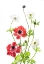 Picture of SPRING ANEMONE FAMILY