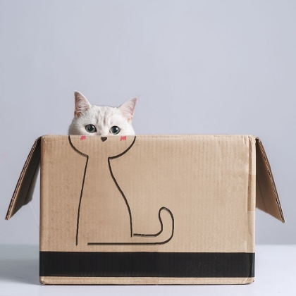 Picture of CAT IN THE BOX