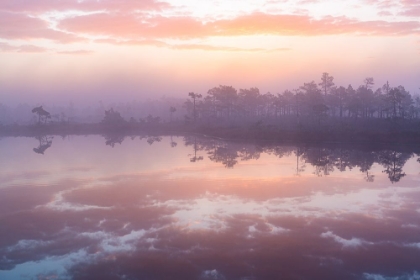 Picture of PINK MORNING