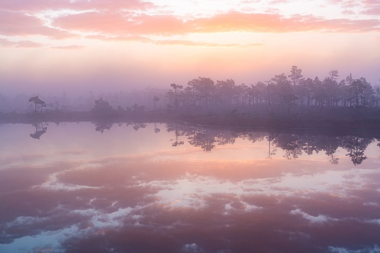 Picture of PINK MORNING