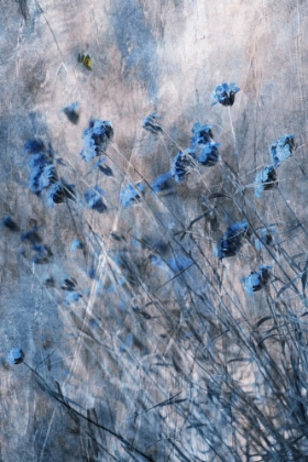 Picture of BLUE FLOWERS