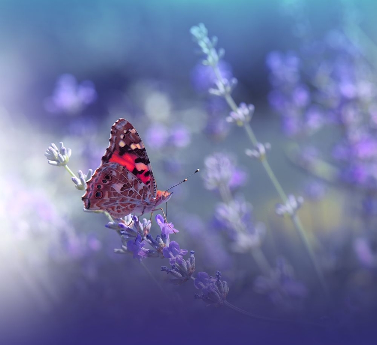 Picture of QUEEN OF FLOWERS..