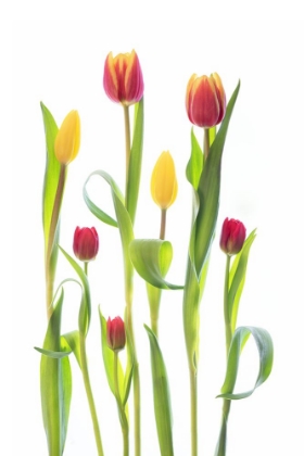 Picture of TULIPS