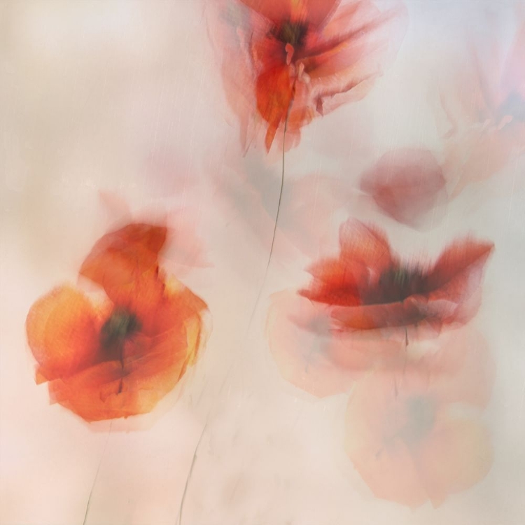 Picture of PAINTED POPPIES