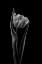 Picture of REMBRANDT TULIP