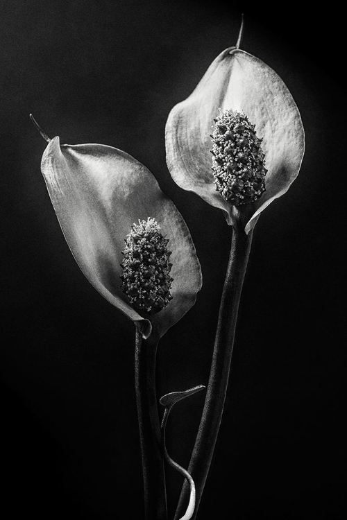 Picture of SPATHIPHYLLUM