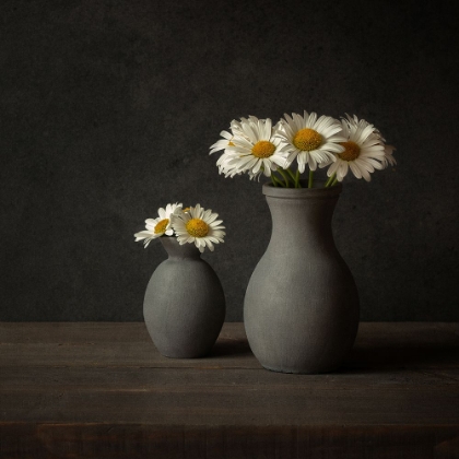 Picture of DAISIES