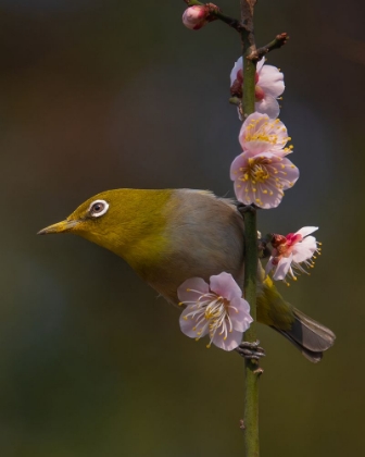 Picture of PLUM BLOSSOMS AND WHITE-EYE