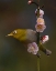 Picture of PLUM BLOSSOMS AND WHITE-EYE