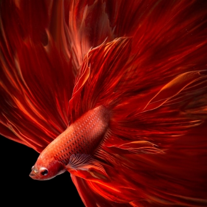 Picture of RED FIRE BETTAFISH