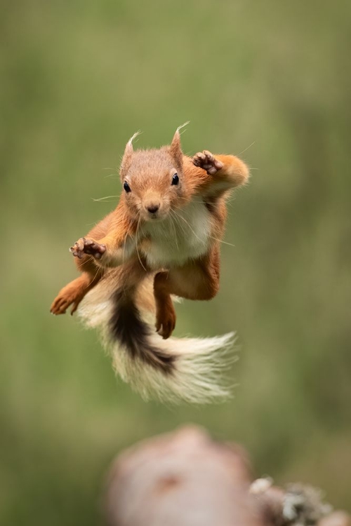 Picture of NINJA DANCING