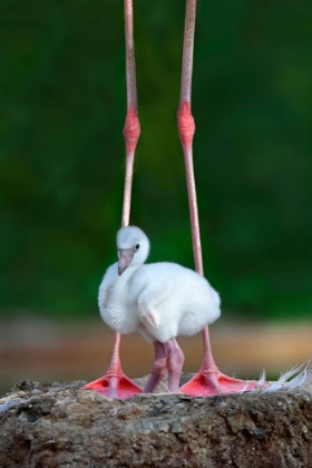 Picture of CARIBBEAN FLAMINGO CHICK