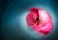 Picture of PINK BALLERINA