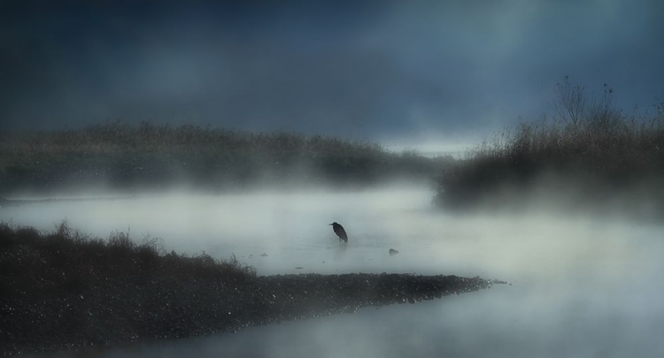 Picture of IN THE RIVER FOG