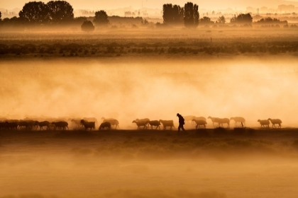 Picture of SHEPHERD-HARD LIFE