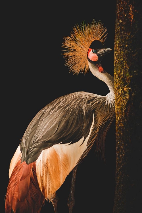 Picture of GREY CROWNED CRANE