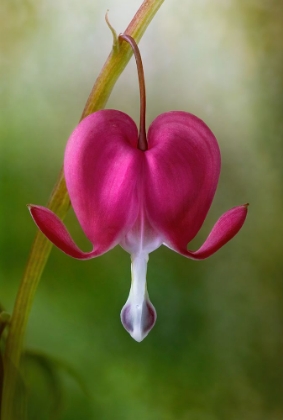 Picture of BLEEDING HEART