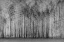 Picture of IMPENETRABLE FOREST