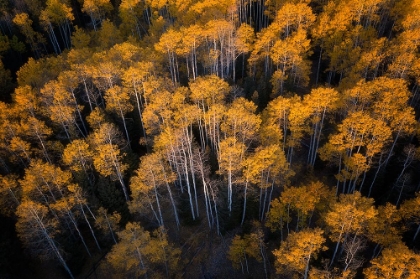 Picture of ASPEN IN AUTUMN