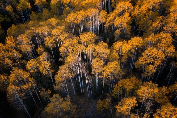 Picture of ASPEN IN AUTUMN