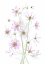 Picture of COSMOS