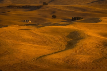 Picture of WHEAT FIELD IN SUNSET