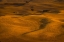 Picture of WHEAT FIELD IN SUNSET