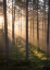 Picture of FOGGY FOREST