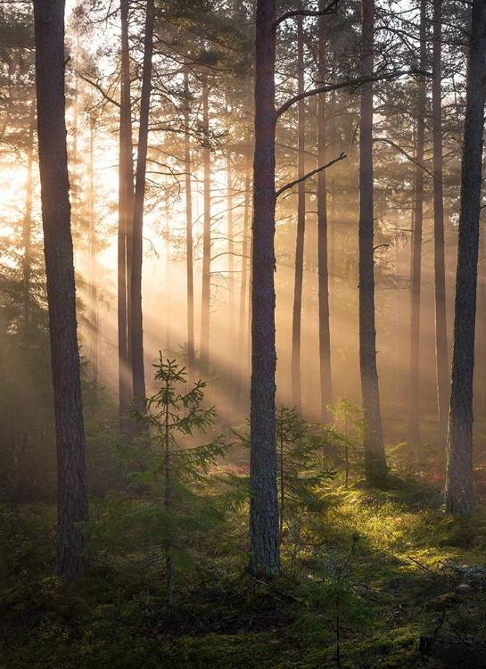 Picture of FOGGY FOREST