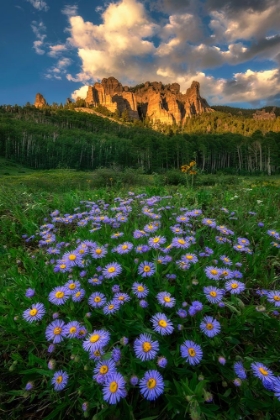 Picture of CANYON AND DAISIES