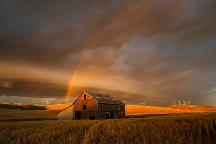 Picture of WITNESS OF THE RAINBOW