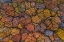 Picture of ABOVE THE AUTUMN