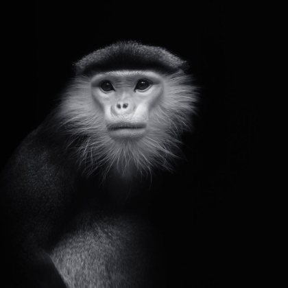 Picture of APE 2