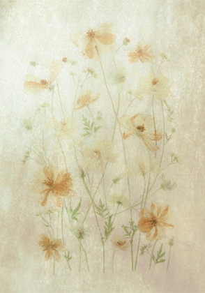 Picture of YELLOW COSMOS