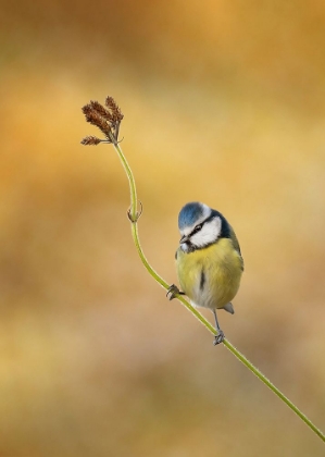 Picture of BLUE TIT WINTER LIGHT