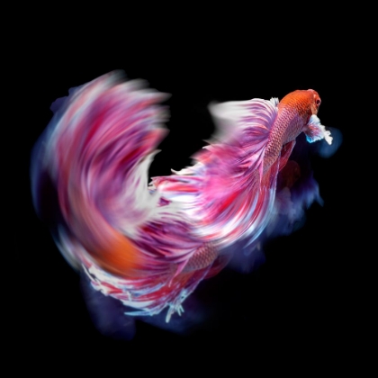 Picture of BETTAFISH DANCE MOTION
