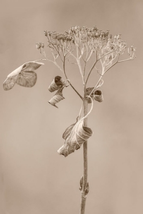 Picture of WITHERED HYDRANGEA_002