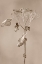 Picture of WITHERED HYDRANGEA_002