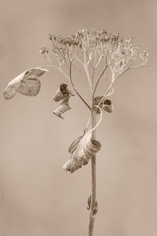 Picture of WITHERED HYDRANGEA_002