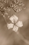 Picture of WITHERED HYDRANGEA_003