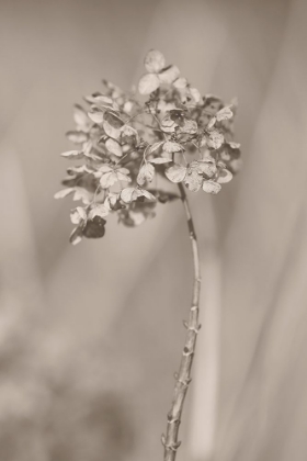 Picture of WITHERED HYDRANGEA_004