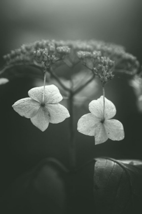 Picture of WITHERED HYDRANGEA_006