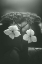 Picture of WITHERED HYDRANGEA_006