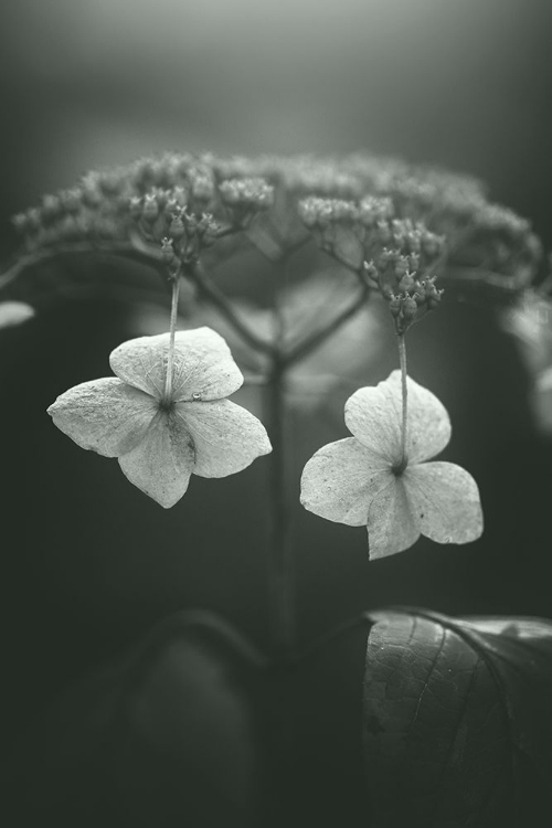 Picture of WITHERED HYDRANGEA_006