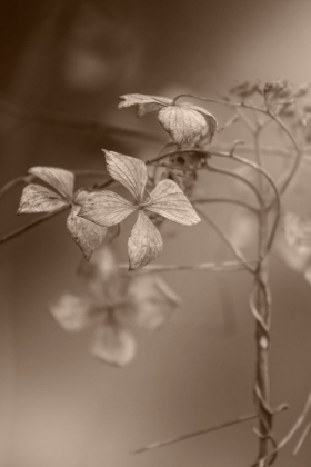 Picture of WITHERED HYDRANGEA_007