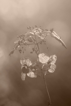 Picture of WITHERED HYDRANGEA_008