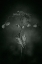 Picture of WITHERED HYDRANGEA_009