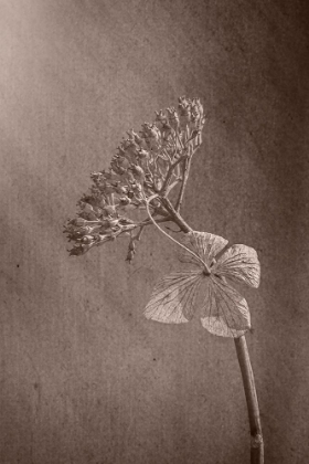 Picture of WITHERED HYDRANGEA_010