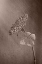 Picture of WITHERED HYDRANGEA_010